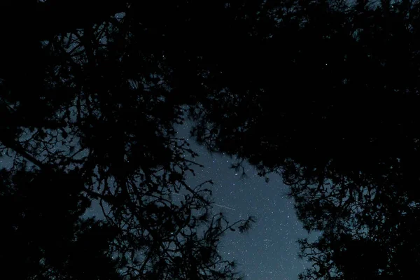 Silhouette Forêt Nocturne Sur Fond Ciel Étoilé — Photo