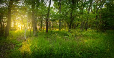 Ormandaki ağaçların üzerine düşen gündoğumunun ışığı.