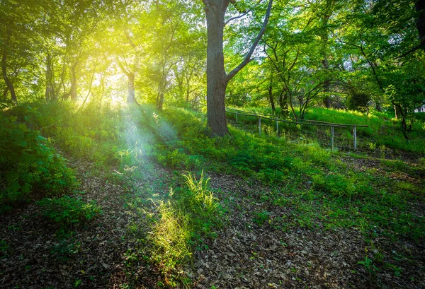 Промені Сонця Проходять Через Листя Весняного Лісу — стокове фото