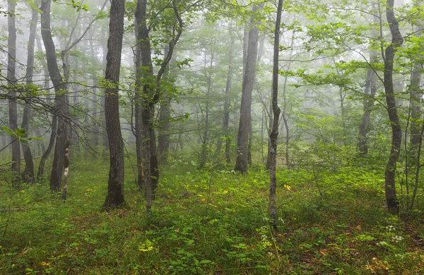 Niebla Bosque Verano — Foto de Stock
