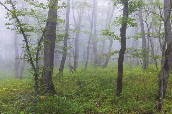 Niebla Bosque Verano — Foto de Stock