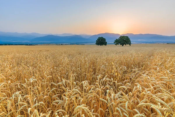 Sunrise Wheat Field Summer — Stock Photo, Image