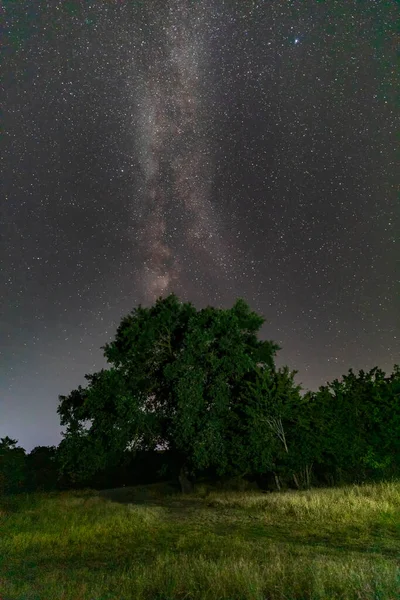 Milky Way Lonely Oak Field — Foto de Stock