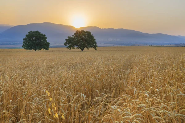 Sunrise Wheat Field Summer — Foto de Stock