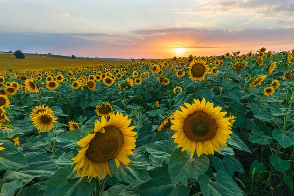 Champ Tournesols Fleurs Nature — Photo