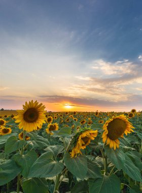 çiçek açan ayçiçeği tarlası. doğa