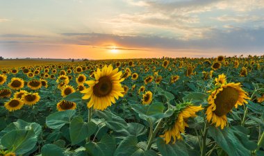 çiçek açan ayçiçeği tarlası. doğa