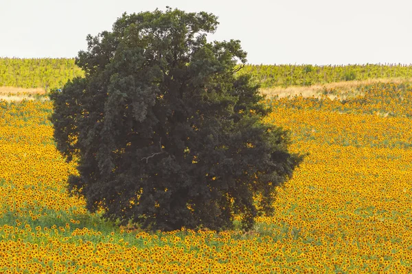Field Blooming Sunflowers Nature — Stock Photo, Image