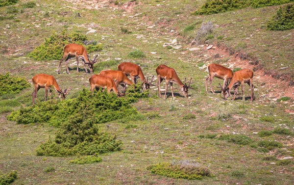 Grasende Hirsche Hang Der Grünen Berge — Stockfoto