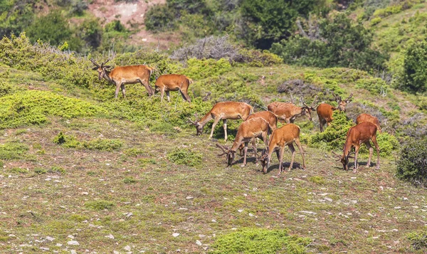 Grazing Deer Slope Green Mountains — Zdjęcie stockowe