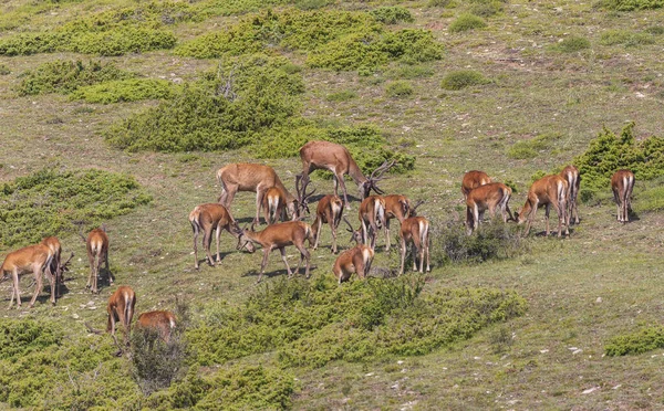 Grasende Hirsche Hang Der Grünen Berge — Stockfoto