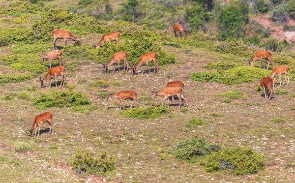 Grazing Deer Slope Green Mountains — 스톡 사진