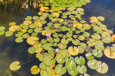 Blooming lilies in the pond