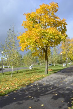 yağmurdan sonra Sonbaharda akçaağaç