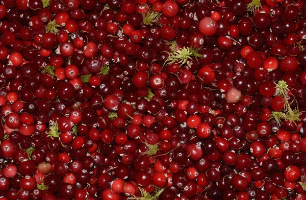 Fresh cranberries — Stock Photo, Image