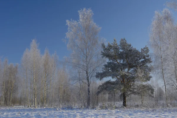 Bomen in sneeuw bedekte bos — Stockfoto