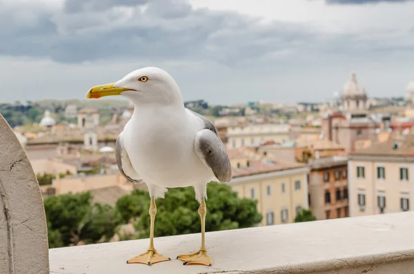 Seagull in the city, gray sky — Stock Photo, Image