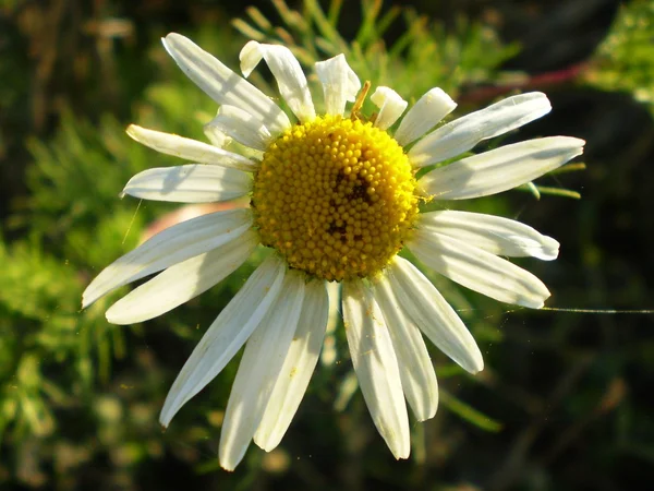 Flor de outono — Fotografia de Stock