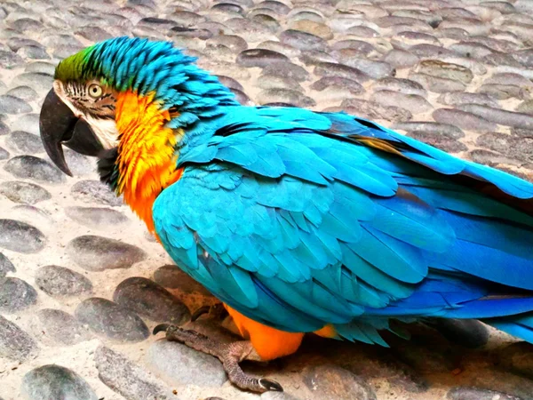 Ara parrot sitting on pebbles — Stock Photo, Image