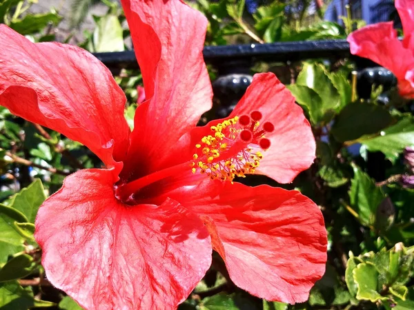 Roter Hibiskus — Stockfoto