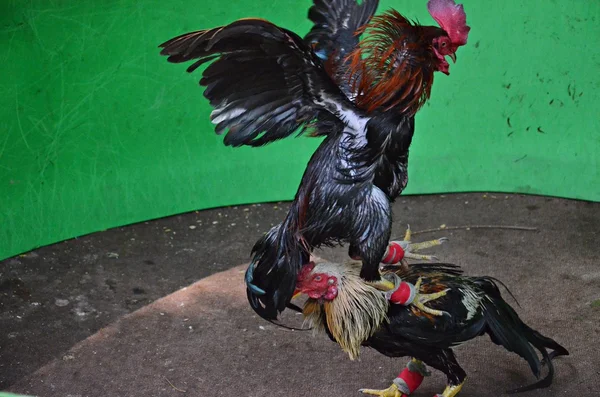 Peleando pollas en Bangkok —  Fotos de Stock
