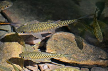 Gölde yüzen balık