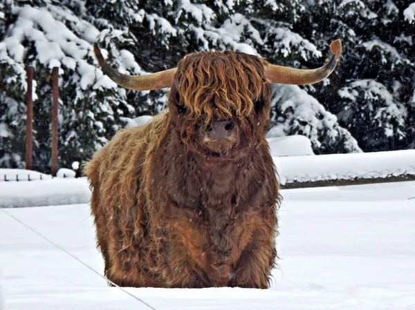 Bovini scozzesi di montagna in inverno — Foto Stock