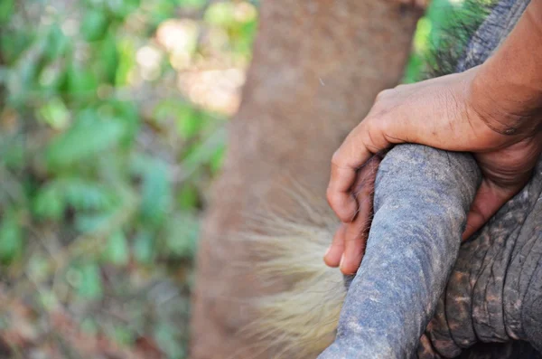 Mahouten håller elefant öra — Stockfoto