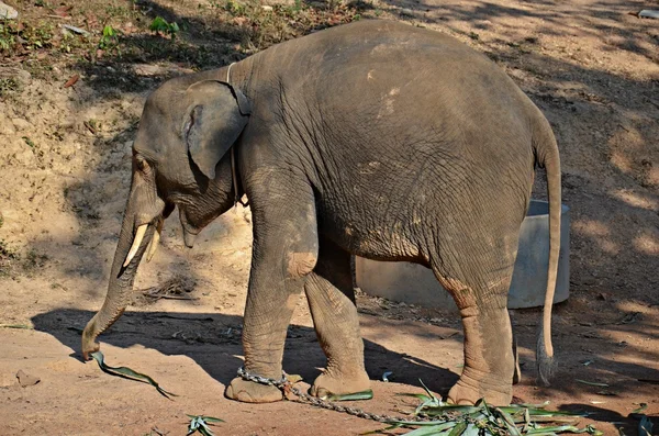 Baby elefant — Stockfoto