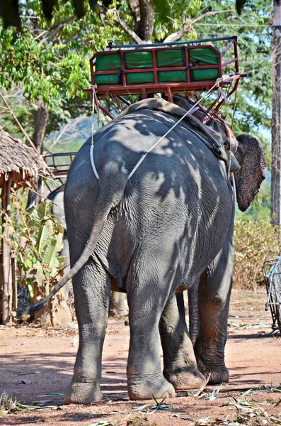 Elefant med trekking bänk — Stockfoto