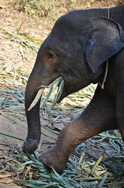 Baby elefant äta bladen — Stockfoto