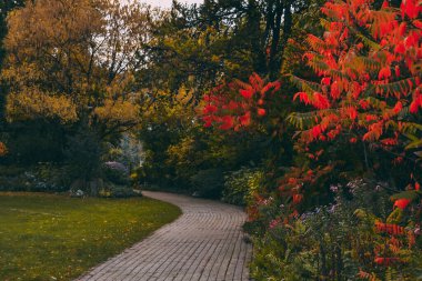Sonbaharda parkta güzel bir patika. Ağaçlardaki sarı yapraklar.