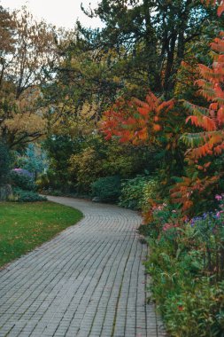 Sonbaharda parkta güzel bir patika. Ağaçlardaki sarı yapraklar.