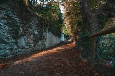 Sonbaharda parkta güzel bir patika. Ağaçlardaki sarı yapraklar.