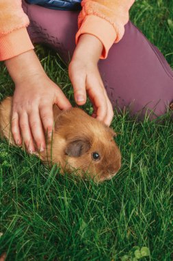 Küçük ve sevimli kobay fareleri. Kız arkadaşlar evcil hayvanlarla oynar. Çocuklar ve kobaylar..