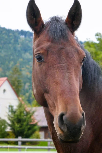 Beaux Chevaux Dans Une Ferme Autriche Une Petite Fille Fait — Photo