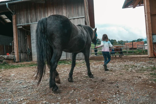 Beaux Chevaux Dans Une Ferme Autriche Une Petite Fille Fait — Photo