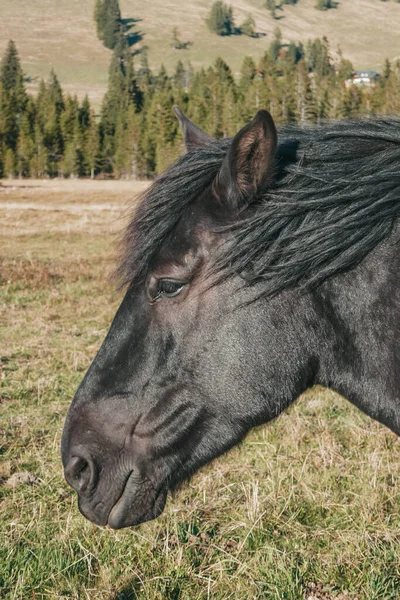 Tolle Und Schöne Pferde Auf Dem Hof Pferdeporträt Den Bergen — Stockfoto