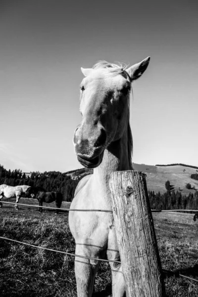 Niesamowite Piękne Konie Farmie Portret Konia Górach Austrii — Zdjęcie stockowe