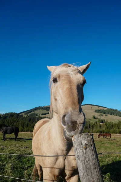 Awesome and beautiful horses on the farm. Horse portrait in the mountains in Austria.