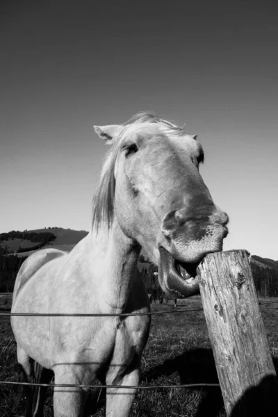 Cavalos Incríveis Bonitos Fazenda Retrato Cavalo Nas Montanhas Áustria — Fotografia de Stock