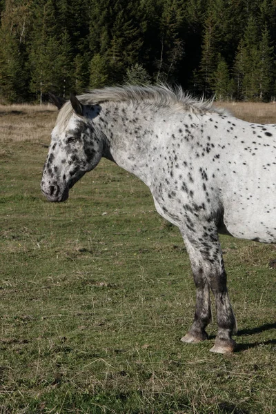 Tolle Und Schöne Pferde Auf Dem Hof Pferdeporträt Den Bergen — Stockfoto