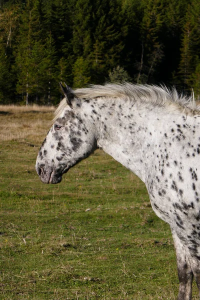 农场里漂亮漂亮的马 奥地利山区的马像 — 图库照片