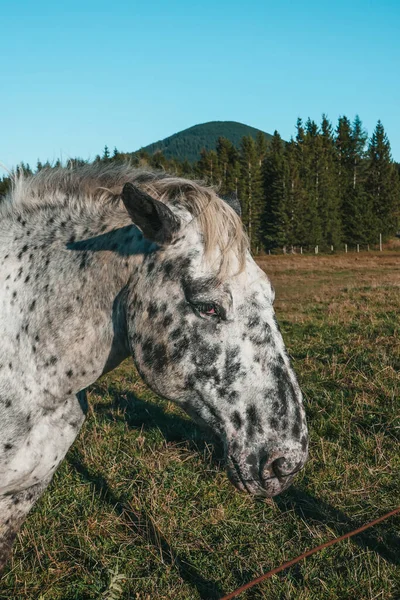 農場で素晴らしいと美しい馬 オーストリアの山の中で馬の肖像 — ストック写真