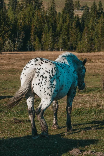 Fantastiska Och Vackra Hästar Gården Hästporträtt Bergen Österrike — Stockfoto