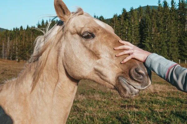 Awesome and beautiful horses on the farm. Horse portrait in the mountains in Austria.