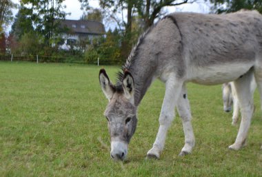 Çiftlikteki küçük şirin eşek..