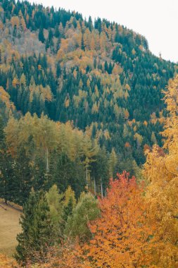Avusturya 'daki dağlarda güzel bir sonbahar.