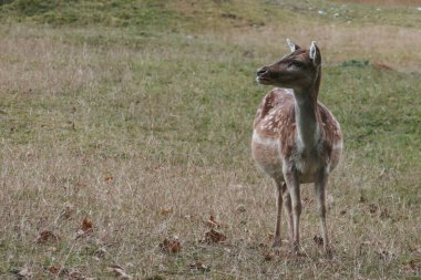 Ormandaki güzel geyik.