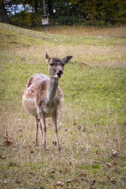 Ormandaki güzel geyik.